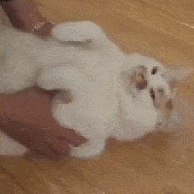 6p0Er.gif 6p0Er.gif
